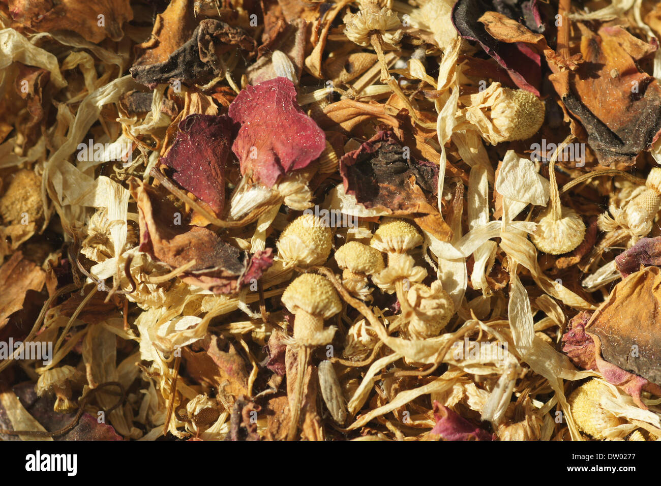 Dried medical plants Stock Photo