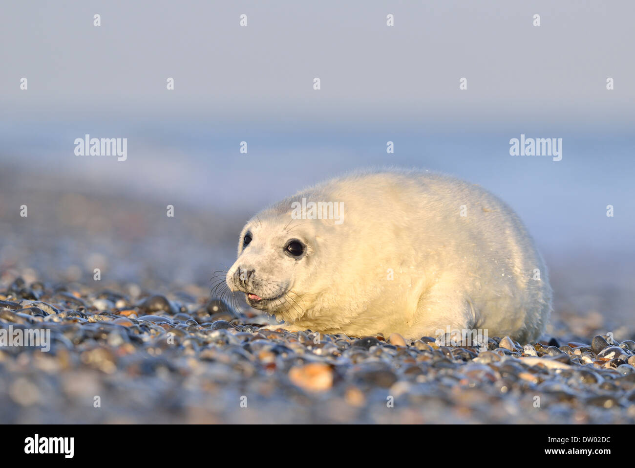 Young gray seal (Halichoerus grypus) on the beach, Düne island, Helgoland, Schleswig-Holstein, Germany Stock Photo