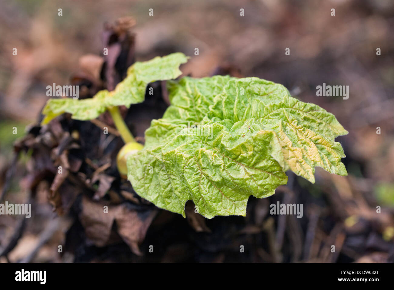 Emerging Gunnera manicata leaves. Stock Photo
