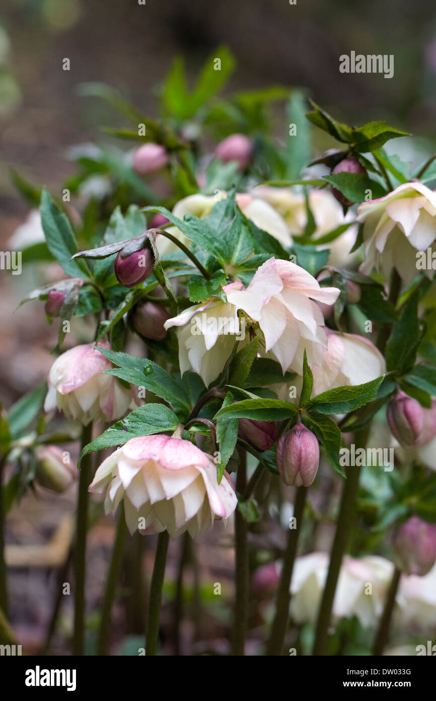 Hellebores on a woodland bank in winter. Stock Photo