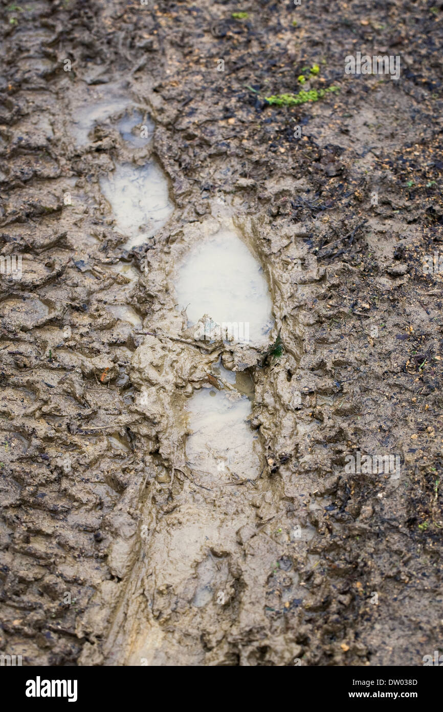 Muddy footprints. Stock Photo