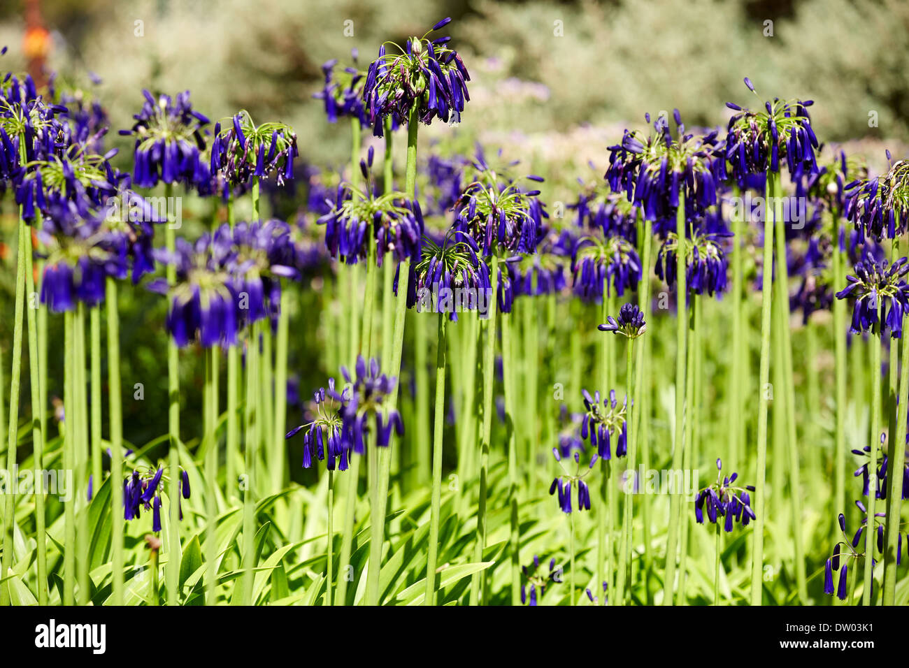 Purple and yellow flowers in a plantation Stock Photo - Alamy
