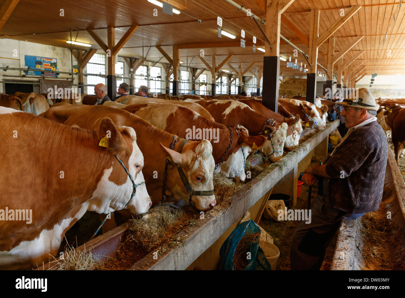 Cattle, cattle market, Oberlandhalle hall, Miesbach, Upper Bavaria, Bavaria, Germany Stock Photo