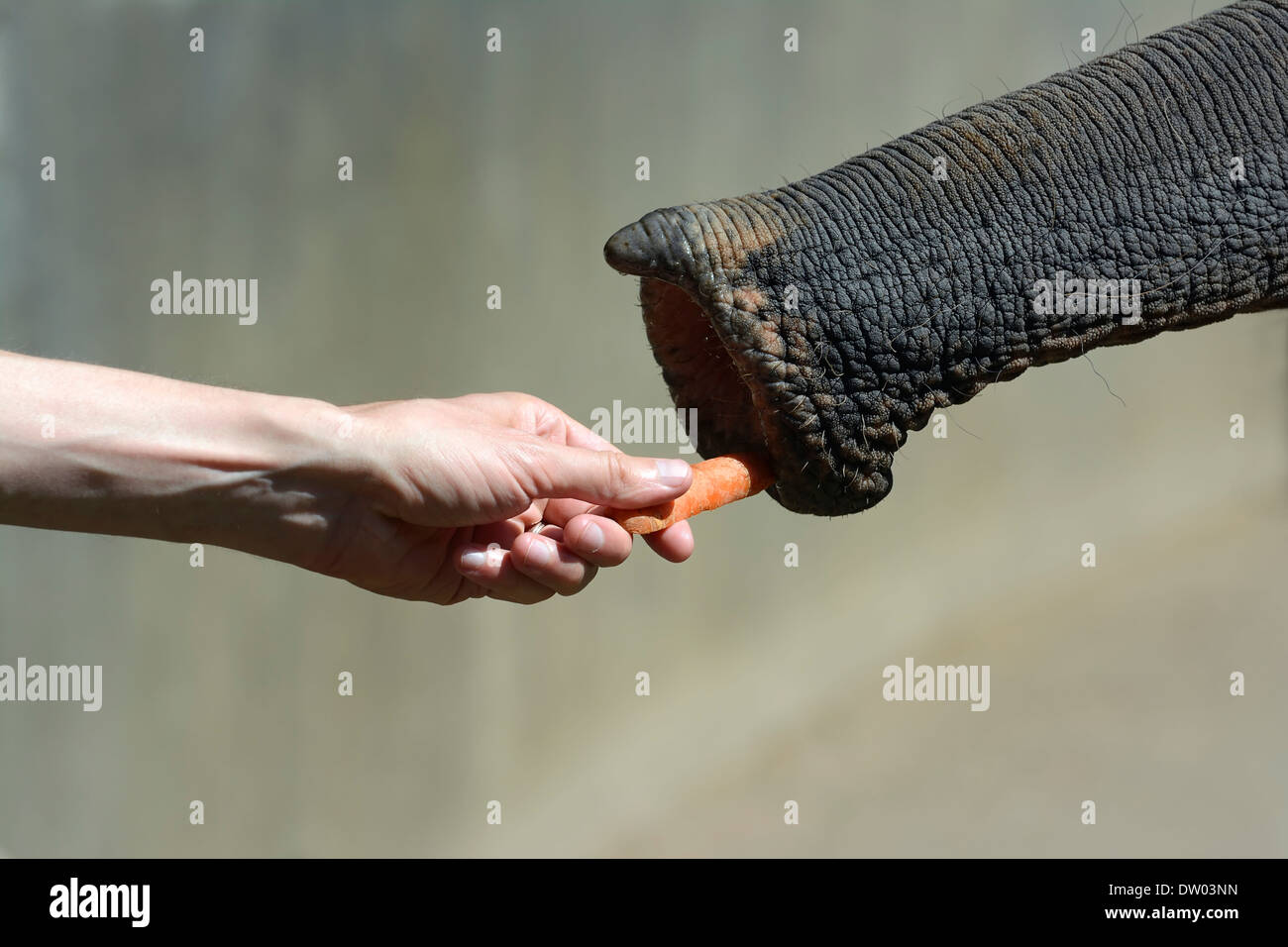 Asian Elephant (Elephas maximus) is fed with a carrot, Cologne Zoo, Cologne, North Rhine-Westphalia, Germany Stock Photo