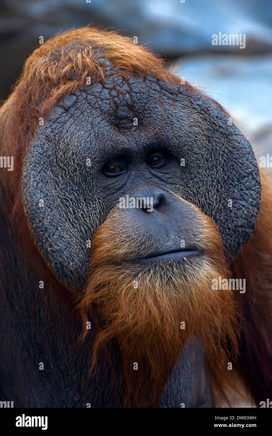 Sumatran Orangutan (Pongo abelii), old male, portrait, Cologne Zoo, Cologne, North Rhine-Westphalia, Germany Stock Photo