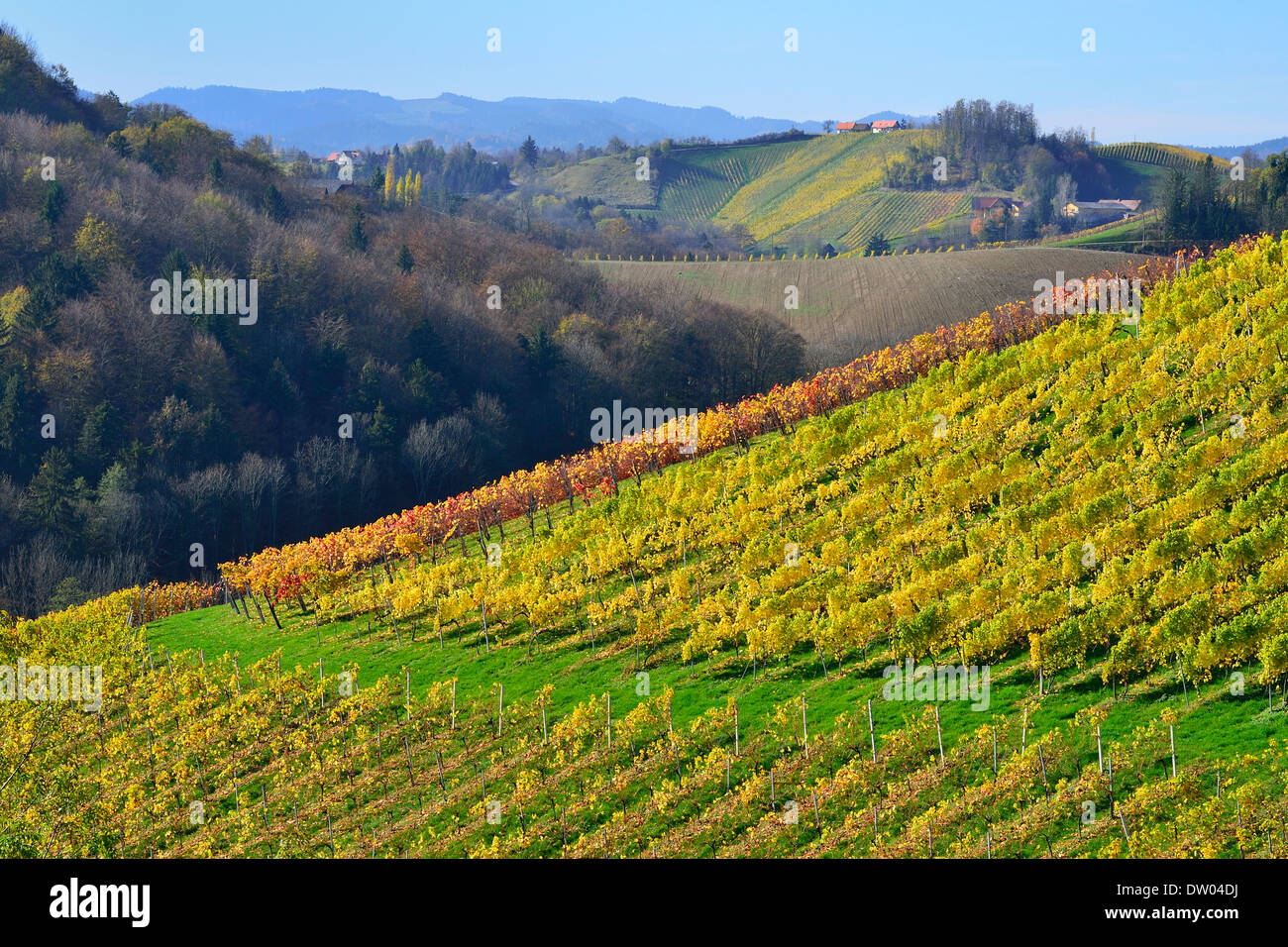 Typical landscape with vineyards in the Southern Styrian hill country ...