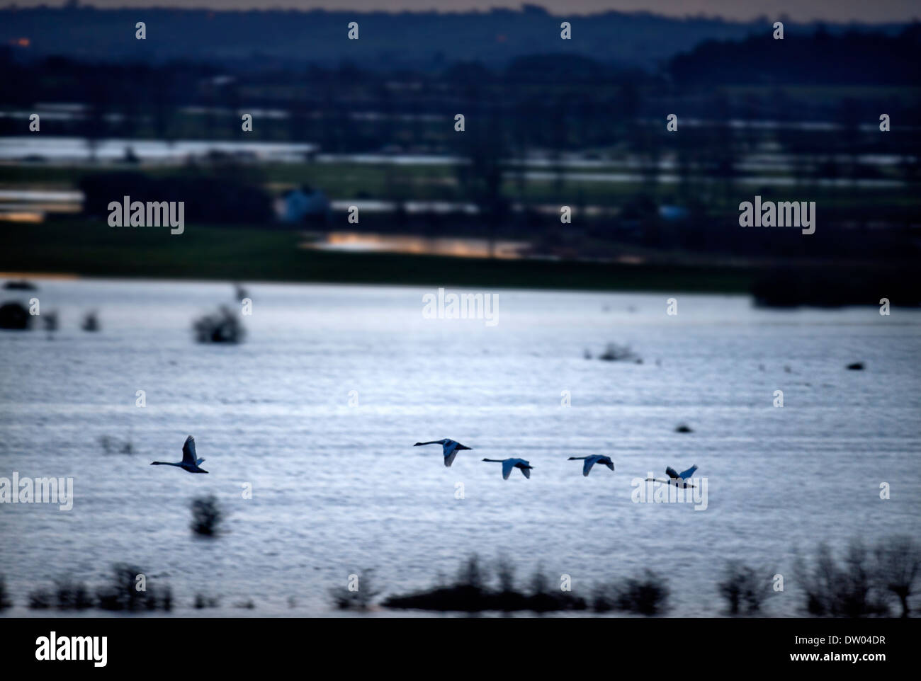 Flooding on the Somerset Levels - swans crossing the levels viewed from Burrow Mump Feb 2014 Stock Photo