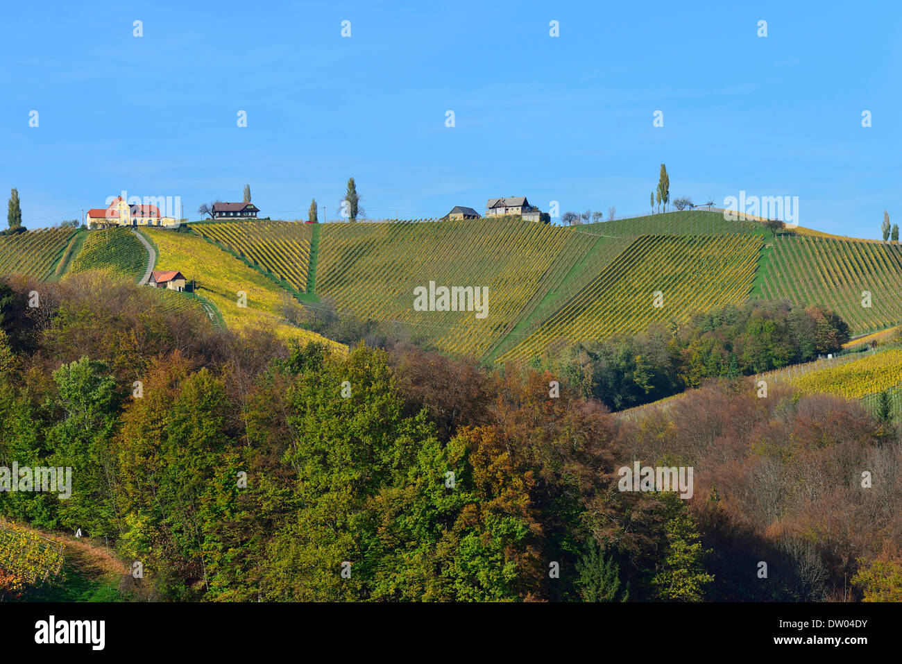 Typical landscape with vineyards in the Southern Styrian hill country ...