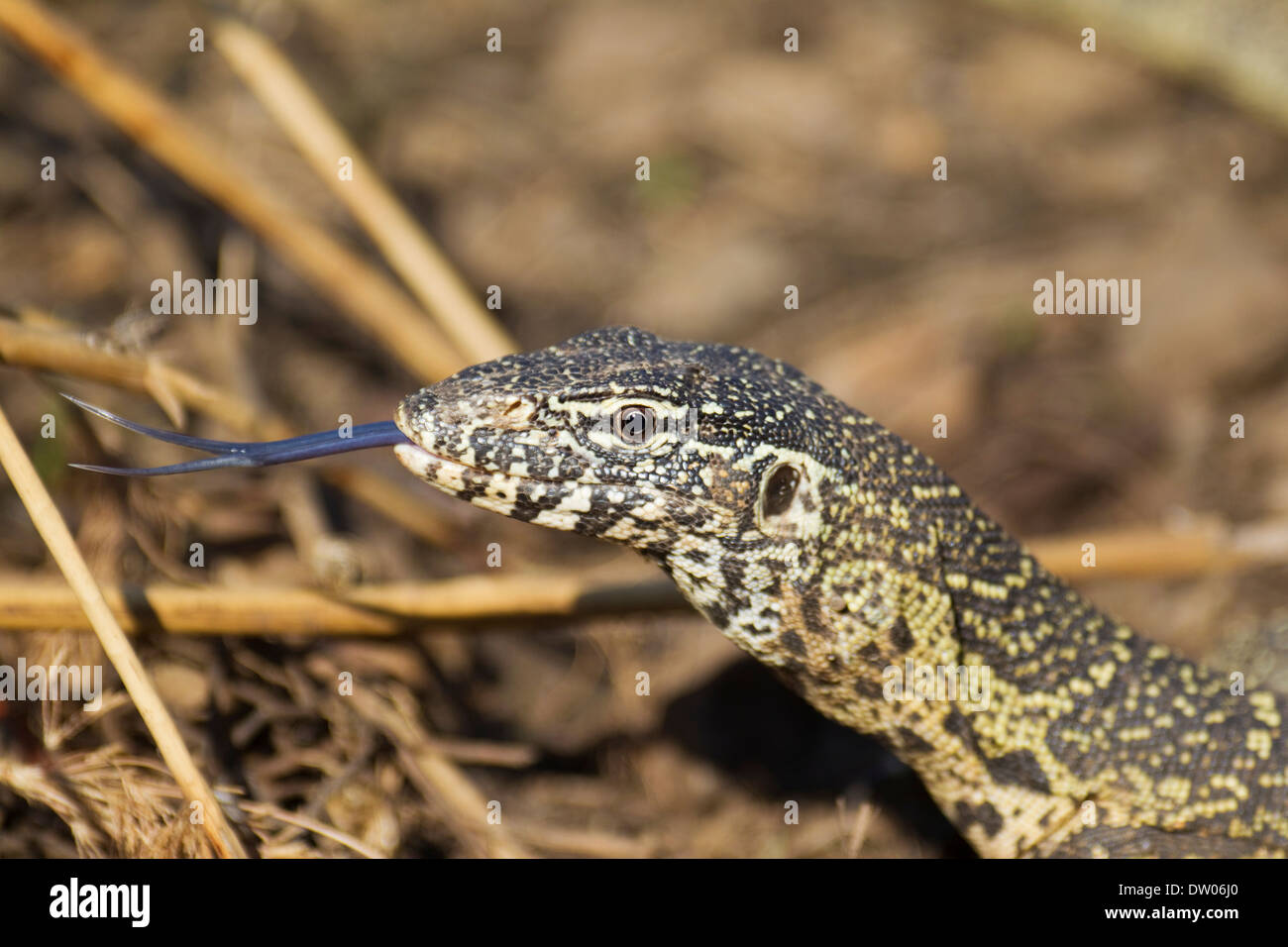 Nile Monitor (Varanus niloticus), showing its forked tongue, Kruger National Park, South Africa Stock Photo