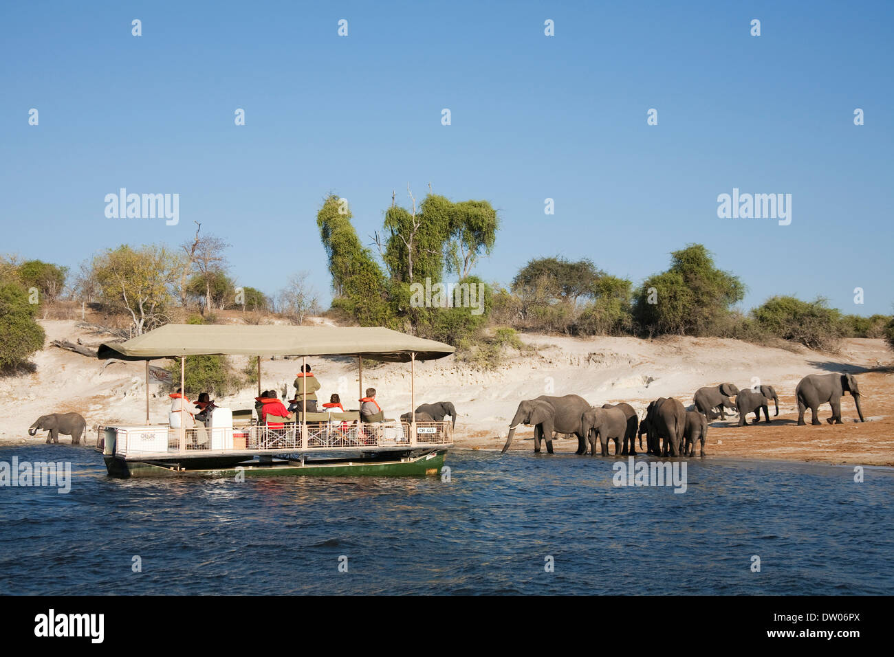 Tourists on a boat cruise on the Chobe River observe a breeding herd of African Elephants (Loxodonta africana) drinking at the Stock Photo