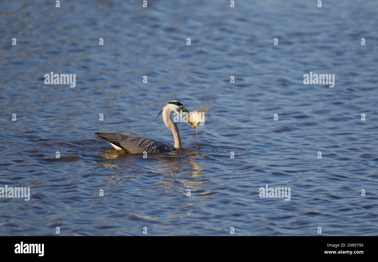 Grey Heron (Ardea cinerea), has caught a fish, Sunset Dam, Kruger National Park, South Africa Stock Photo