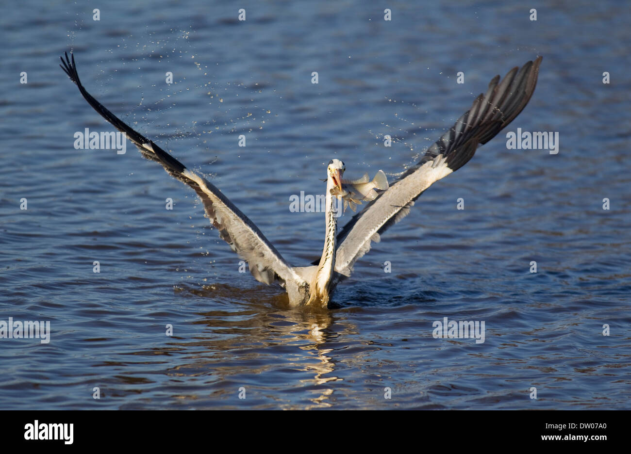 Grey Heron (Ardea cinerea), has caught a fish, Sunset Dam, Kruger National Park, South Africa Stock Photo