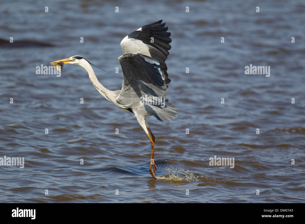 Grey Heron (Ardea cinerea), has caught a fish, Sunset Dam, Kruger National Park, South Africa Stock Photo