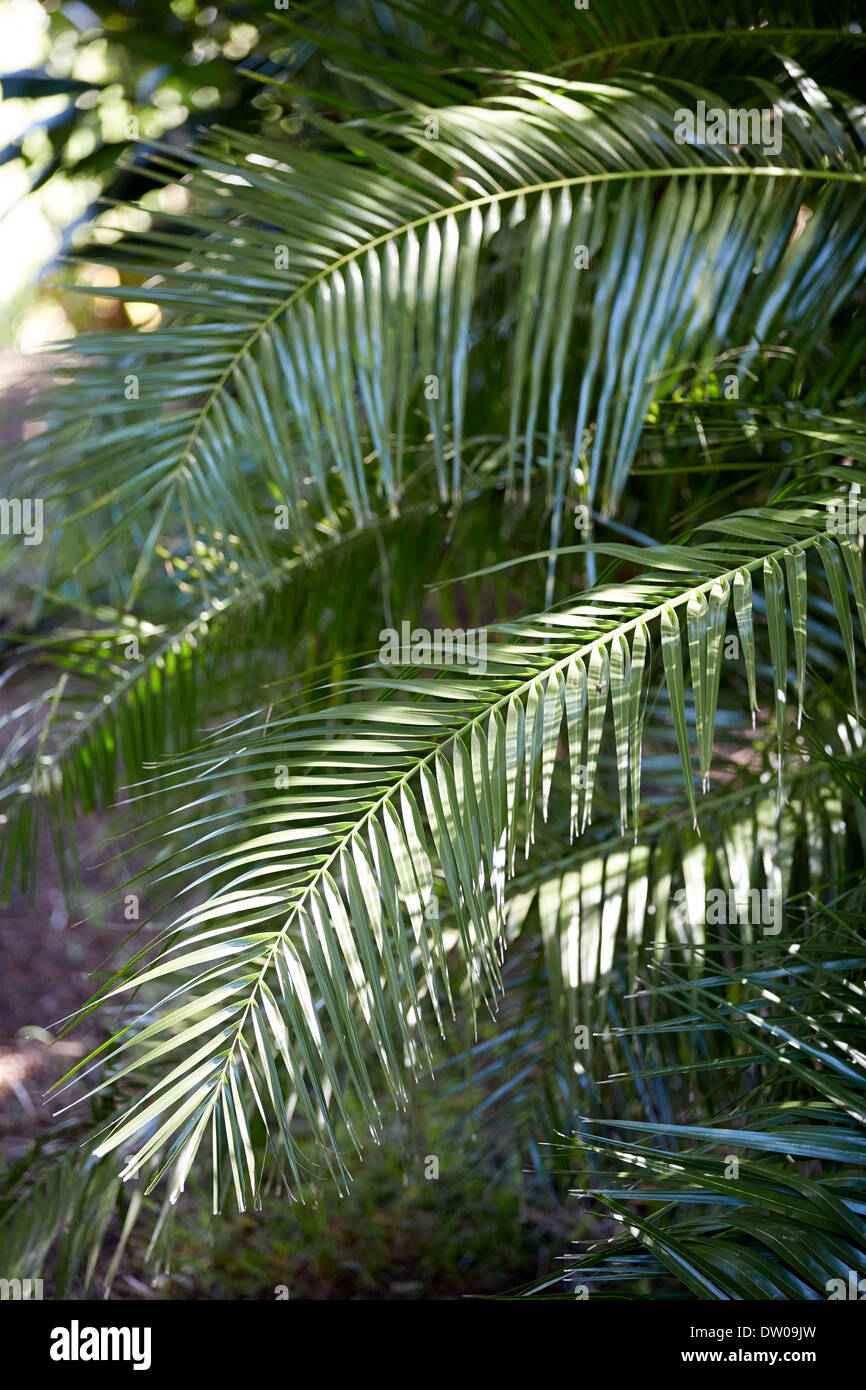Palm tree leaves in the garden Stock Photo Alamy