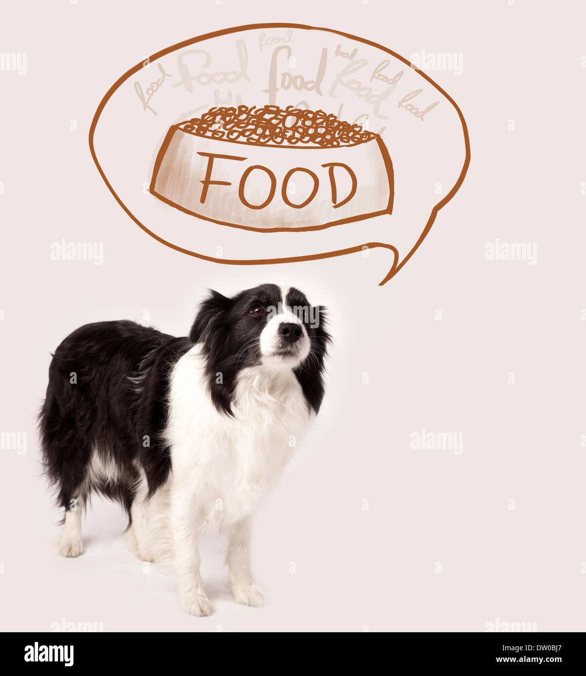 Cute border collie dreaming about food Stock Photo Alamy