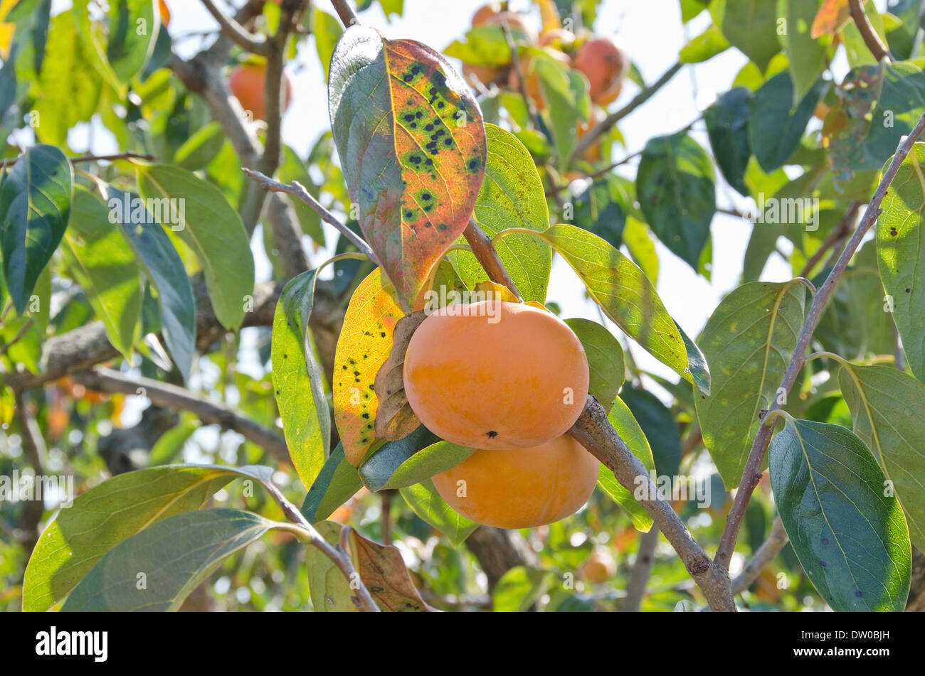 Persimmon grove hi-res stock photography and images - Alamy