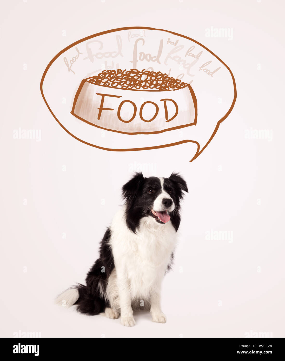Cute border collie dreaming about food Stock Photo Alamy