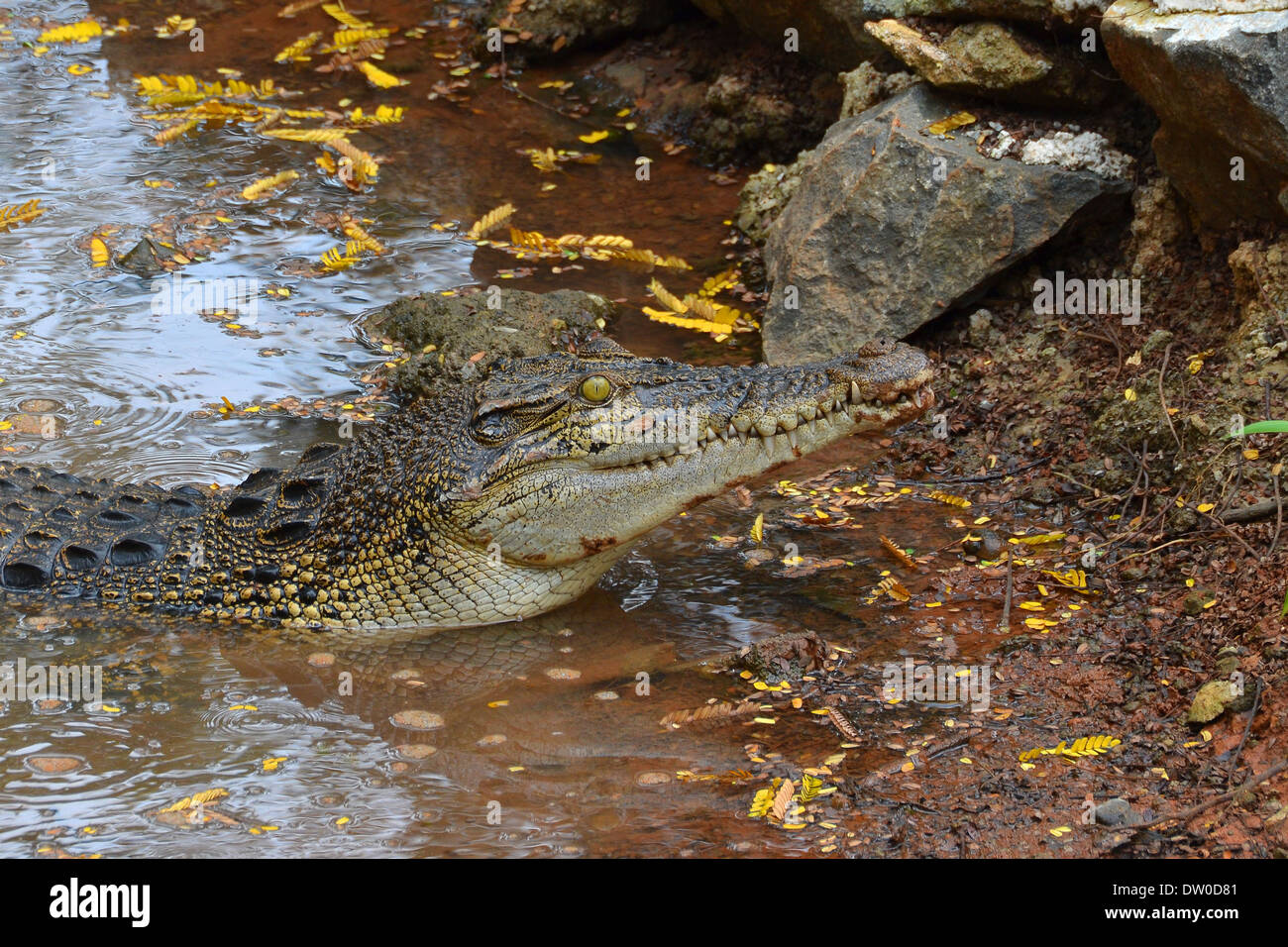 saltwater crocodile in the water Stock Photo