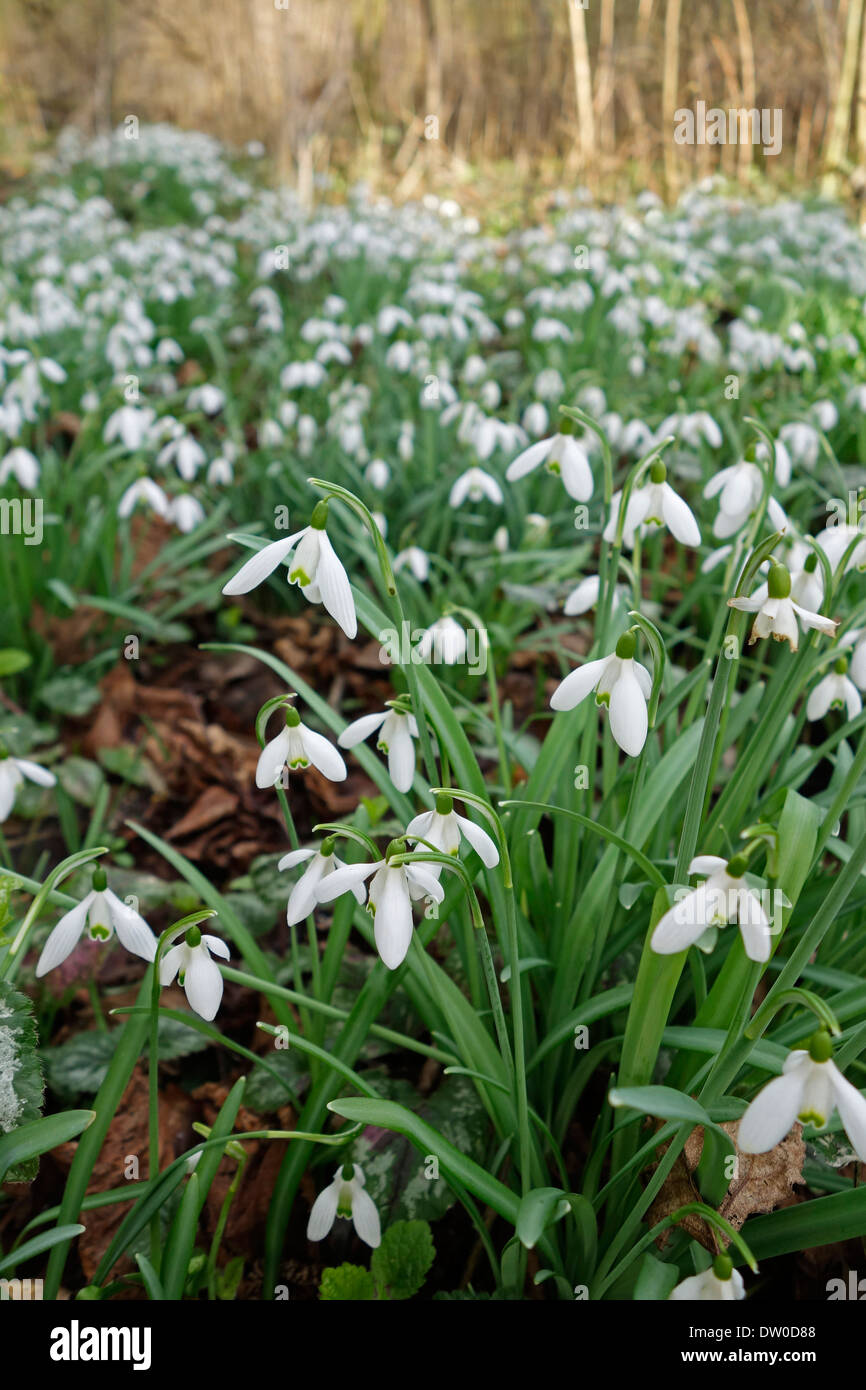 Common snowdrops (Galanthus nivalis) in flower in forest in spring Stock Photo