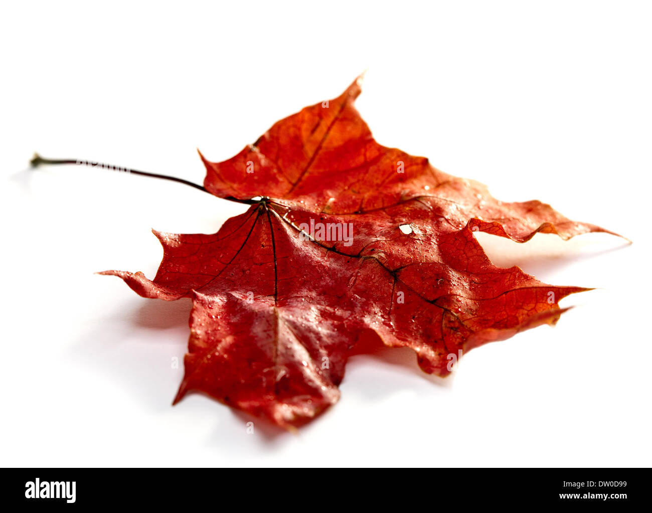 dry maple leaf in rain drops Stock Photo - Alamy