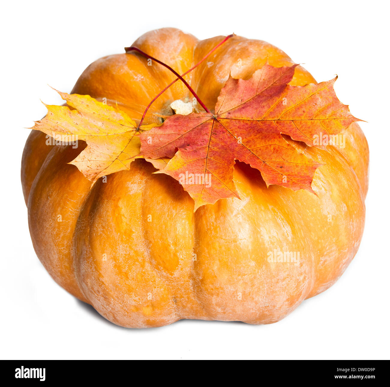 pumpkin and maple leaves on white background Stock Photo - Alamy