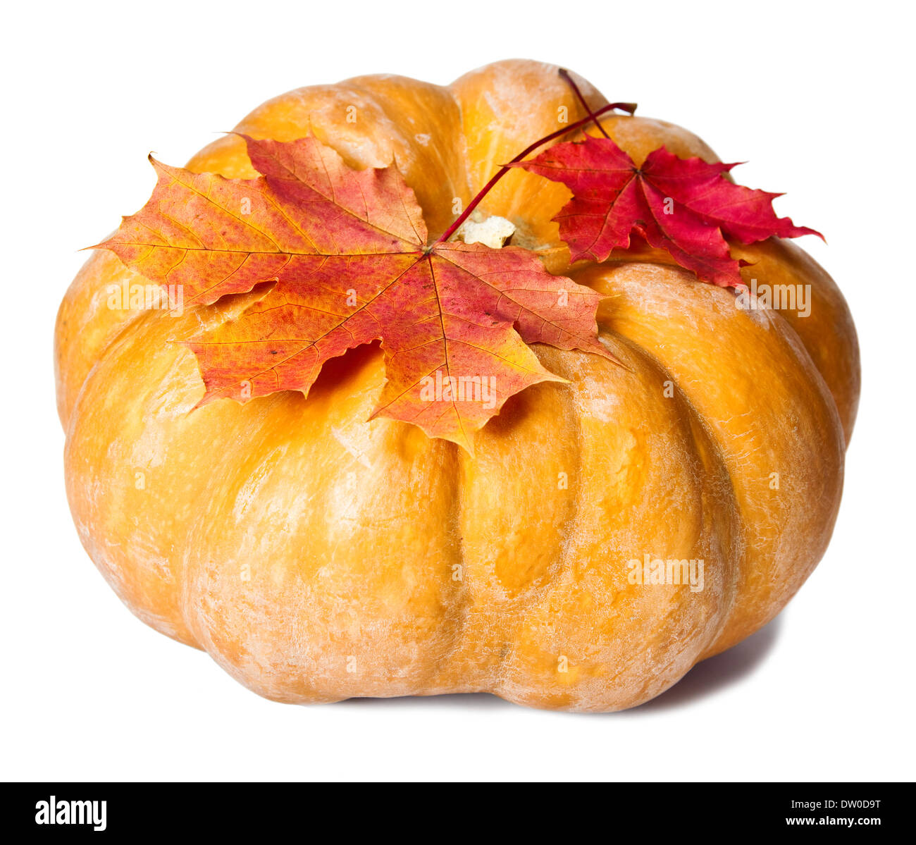 pumpkin and maple leaves on white background Stock Photo - Alamy