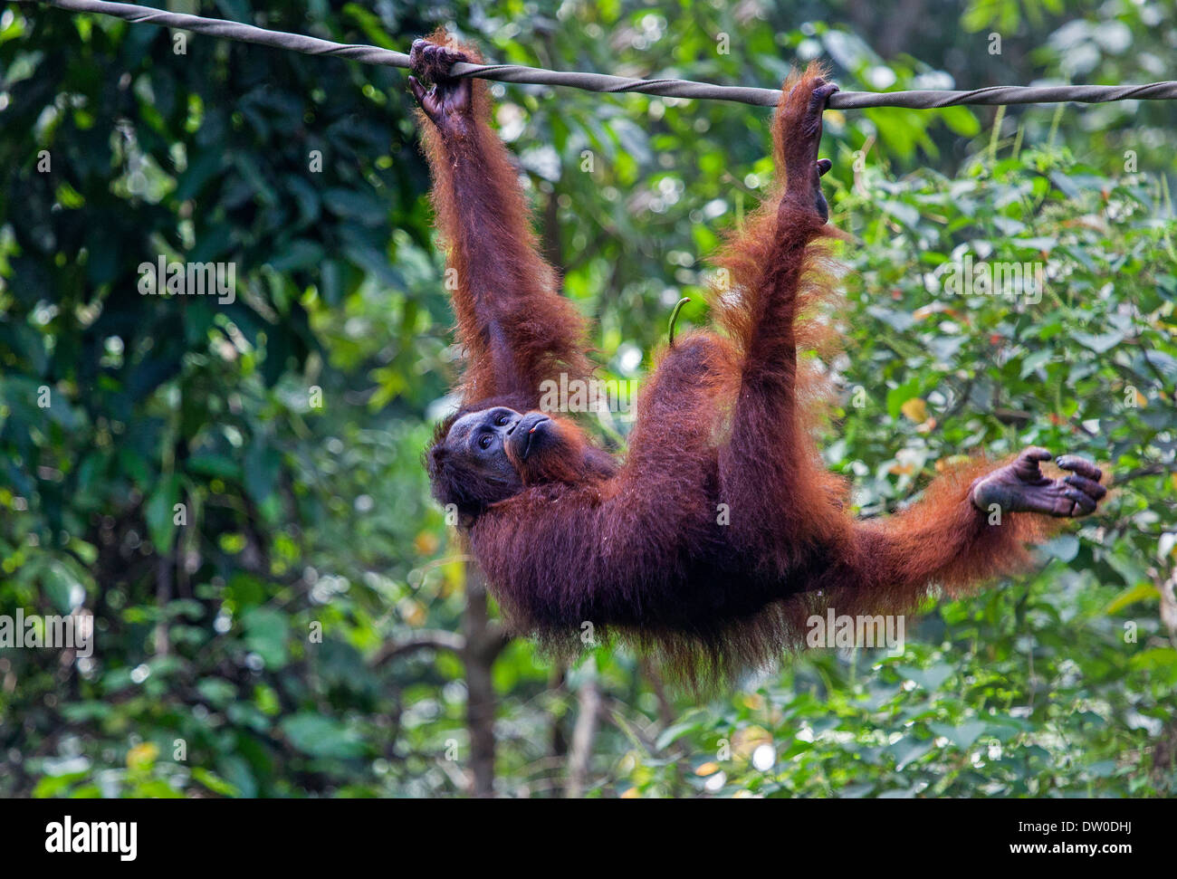 An Orangutan ( Pongo pygmaeus ) Hanging on a Rope in Borneo, Malaysia Stock Photo
