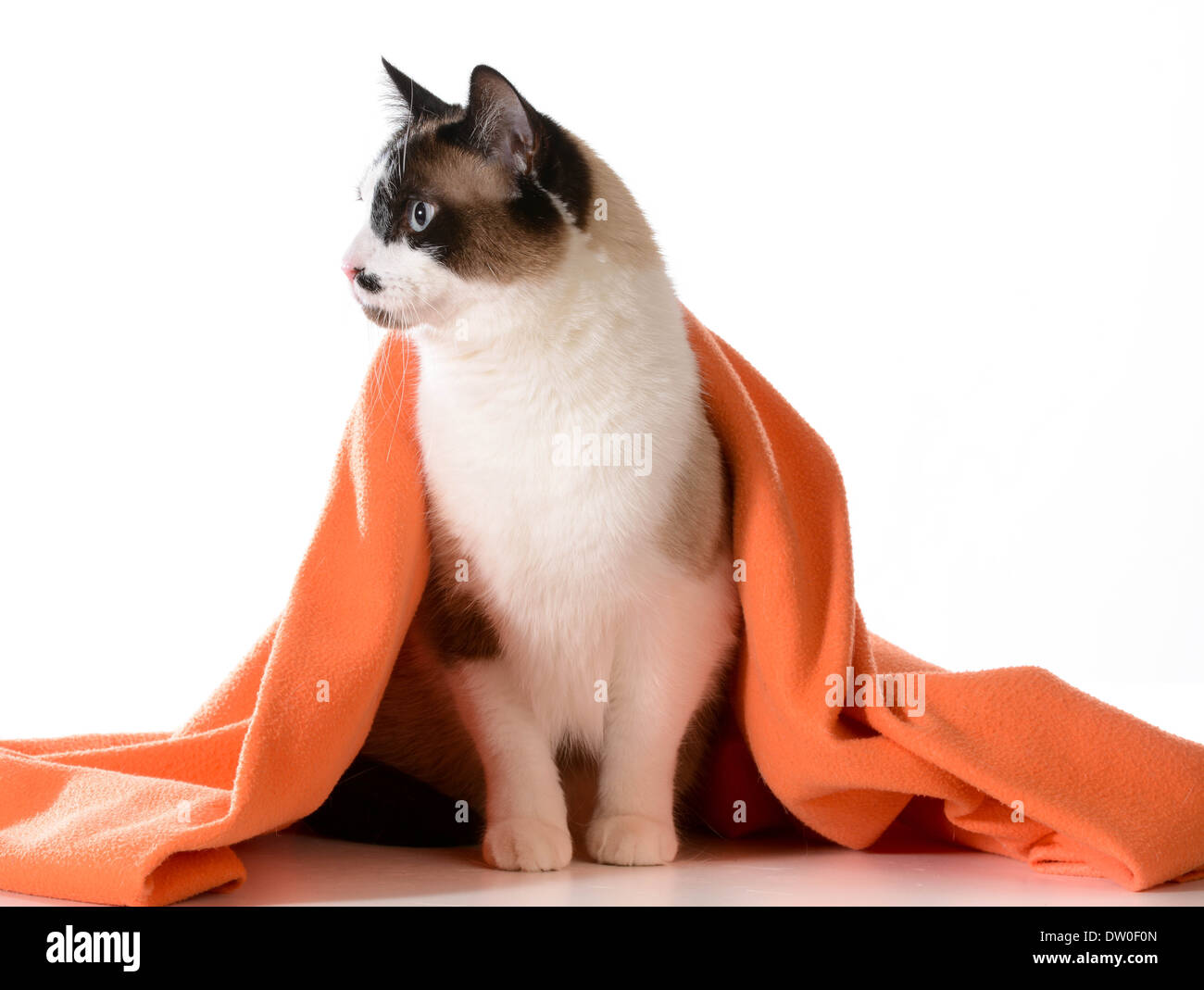 cat under covers ragdoll sitting under orange blanket on white