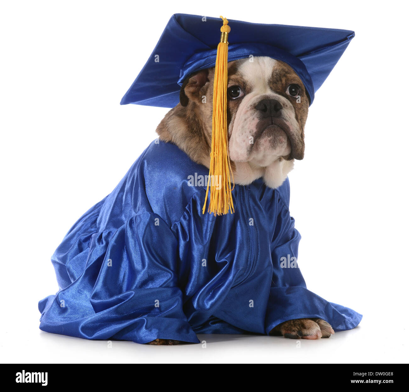 puppy school english bulldog wearing graduation hat and gown isolated on white background