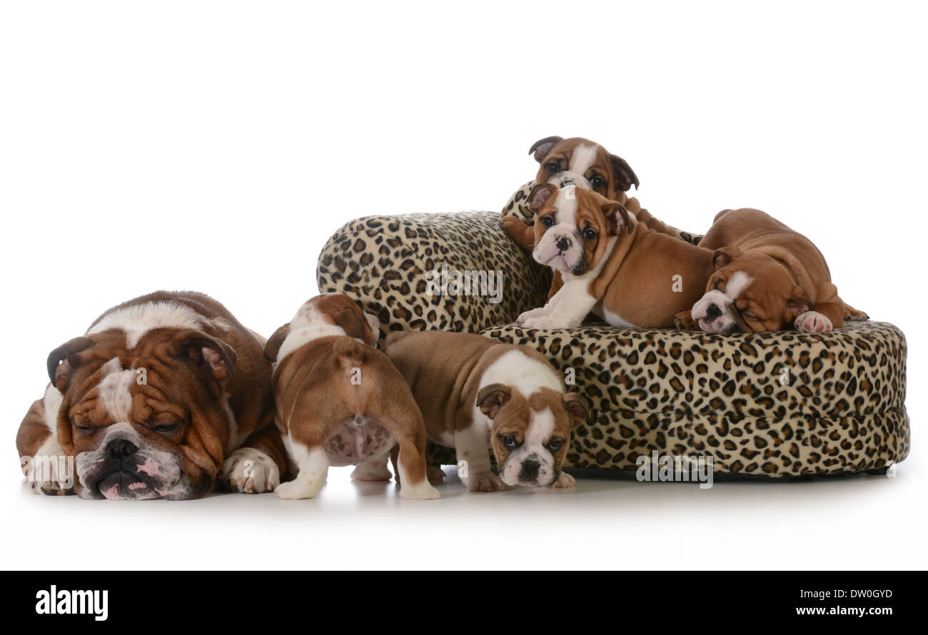 bulldog litter - five english bulldog puppies with their father sleeping beside them isolated on white background Stock Photo