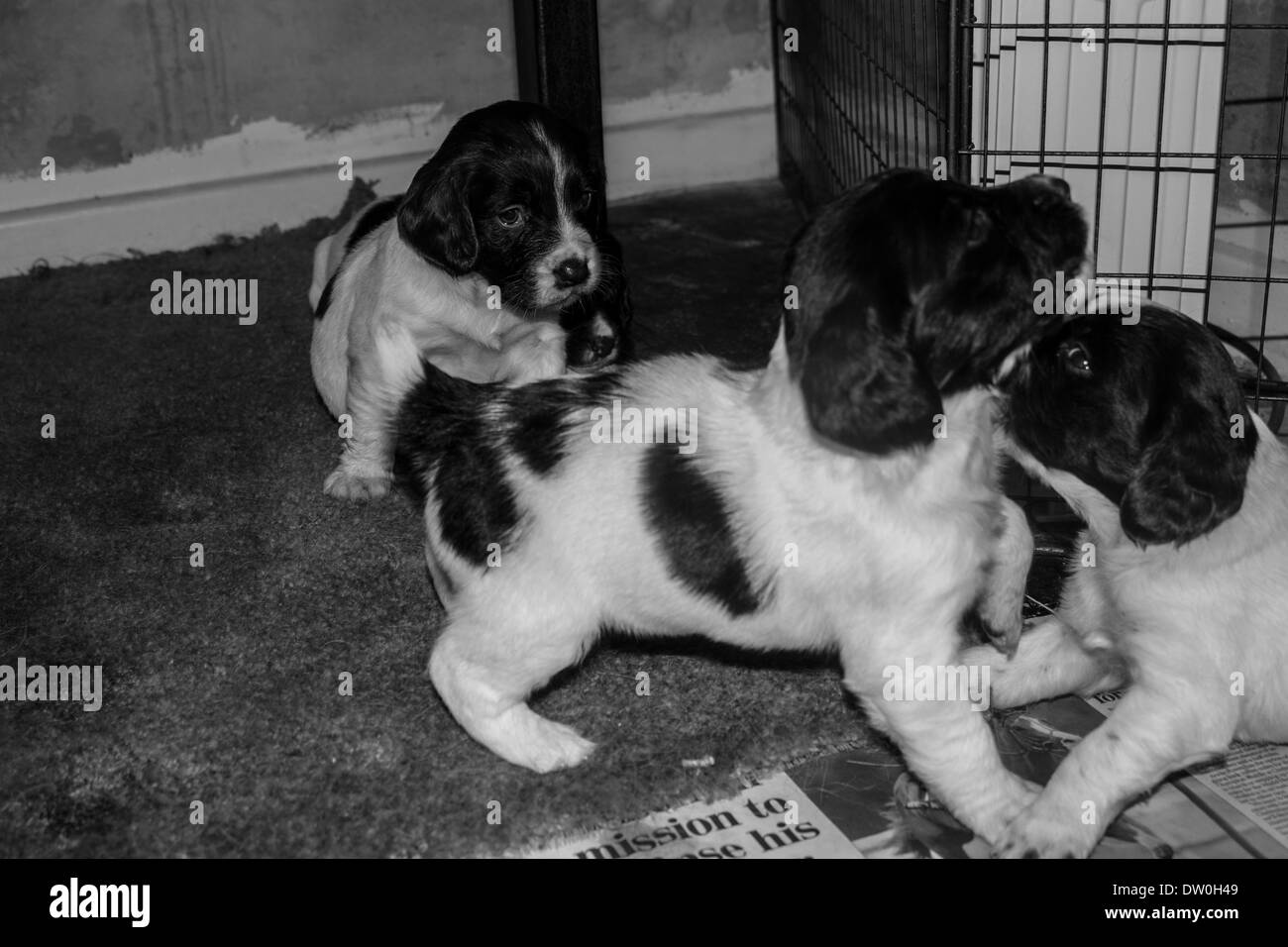 Springer spaniel puppies playing Stock Photo