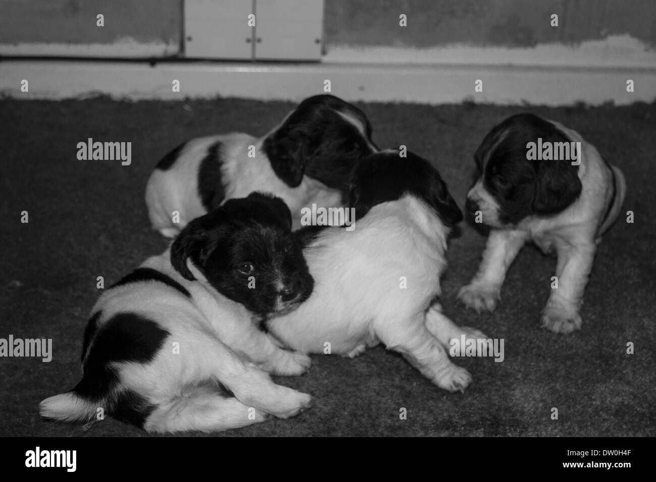 Springer Spaniel puppies playing Stock Photo Alamy