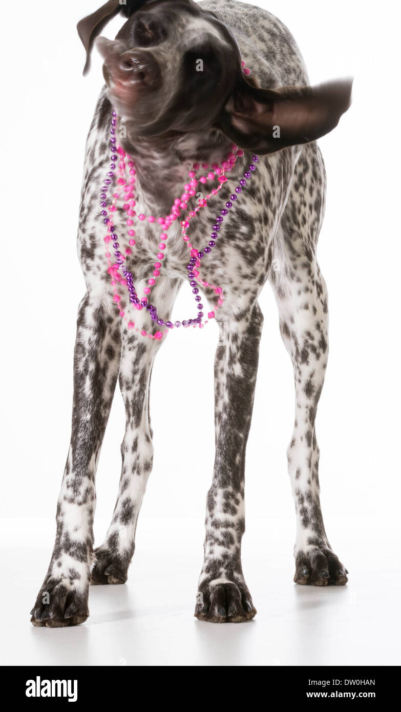 german shorthaired pointer necklace