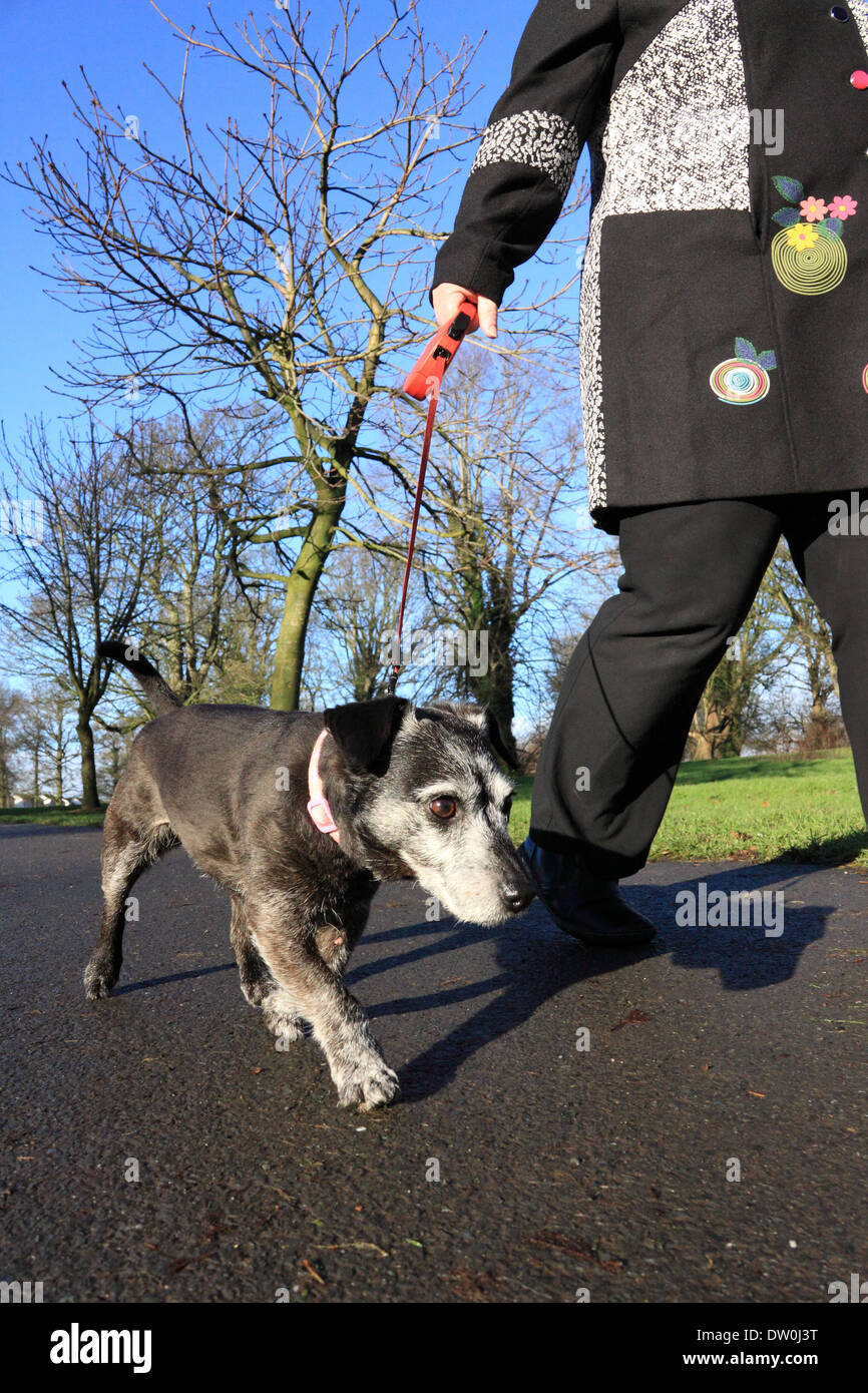 Small dog on a lead going for a walk in the park Stock Photo