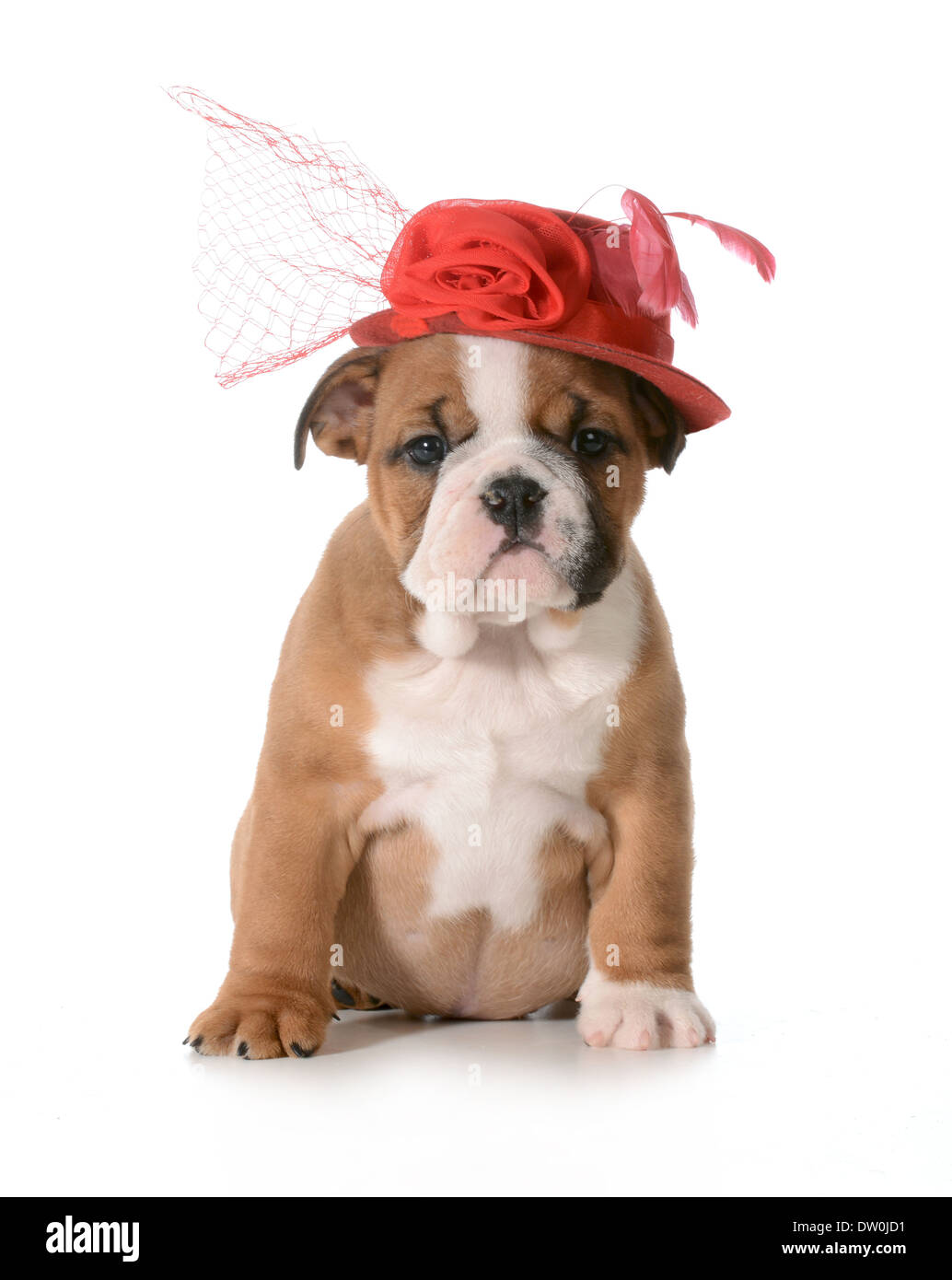 female puppy english bulldog wearing red hat isolated on white