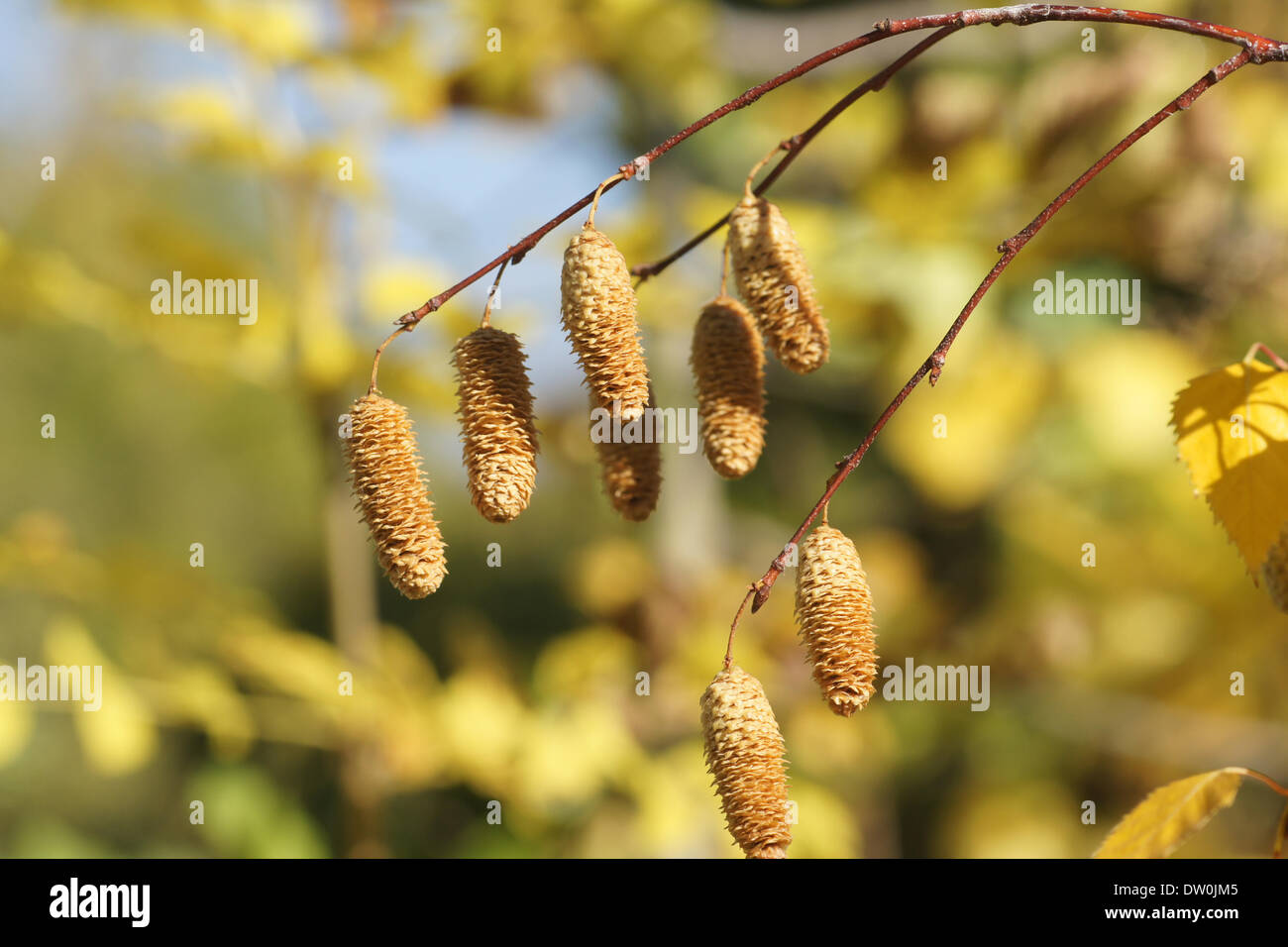 Silver birch seeds hi-res stock photography and images - Alamy