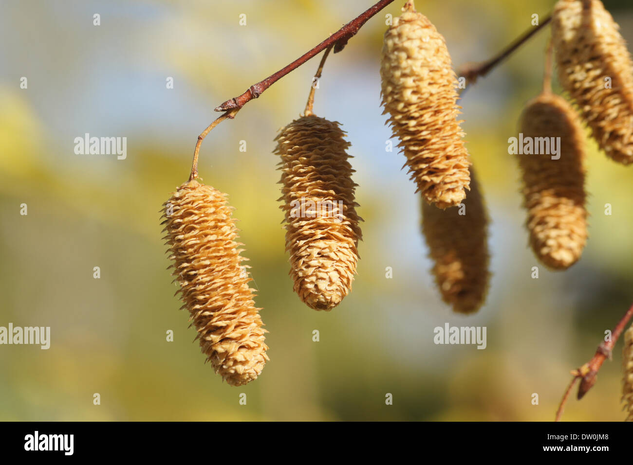 Silver birch seeds hi-res stock photography and images - Alamy