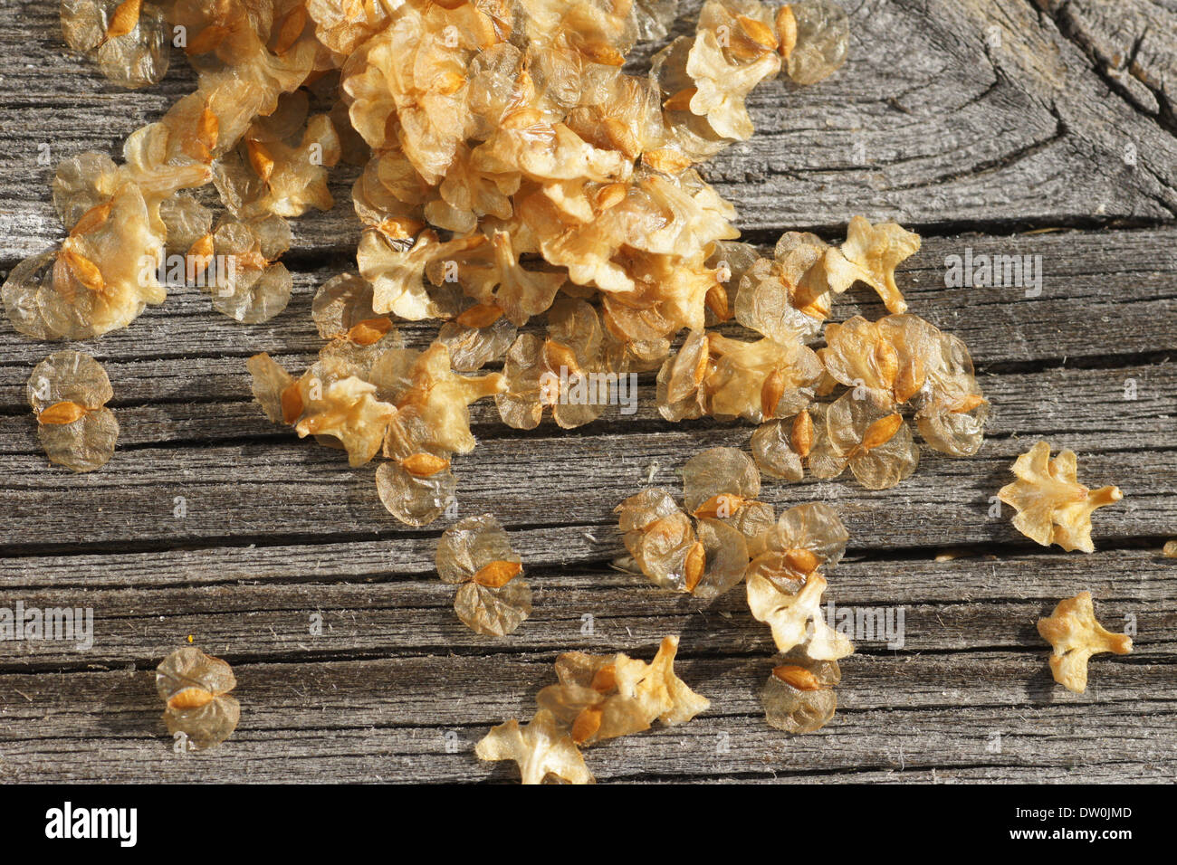 Silver Birch Seeds High Resolution Stock Photography and Images - Alamy