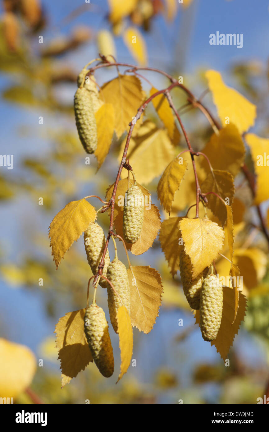 Silver birch seeds hires stock photography and images Alamy