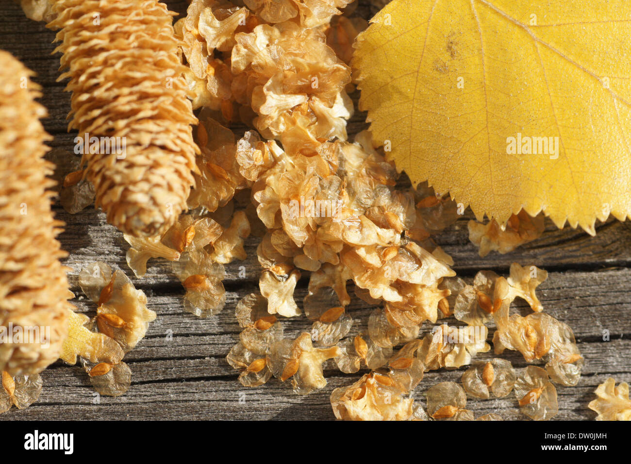 Silver Birch Seeds High Resolution Stock Photography and Images - Alamy
