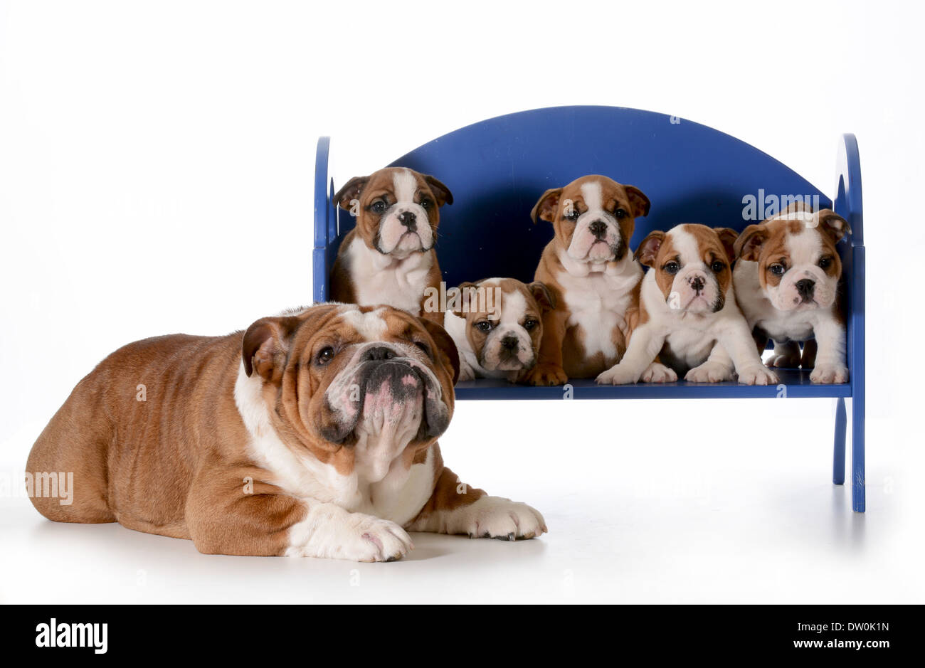 dog family - english bulldog father with five puppies sitting on a bench isolated on white background - pups 8 weeks old Stock Photo