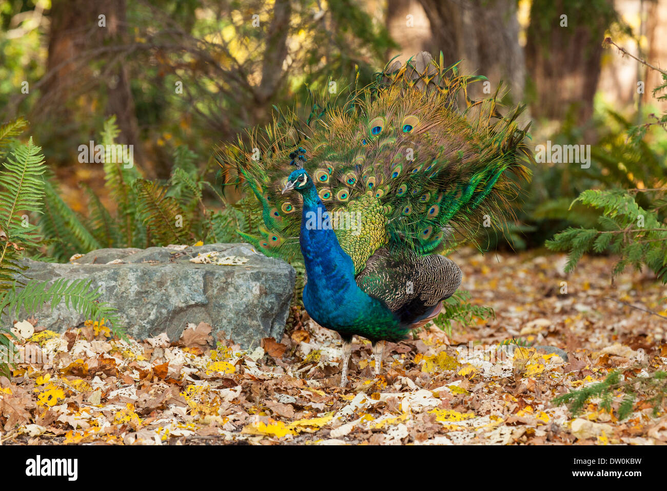 Male indian peacock hi-res stock photography and images - Alamy