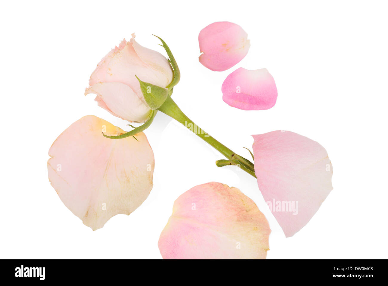 Beautiful rose flower isolated on white background Stock Photo - Alamy