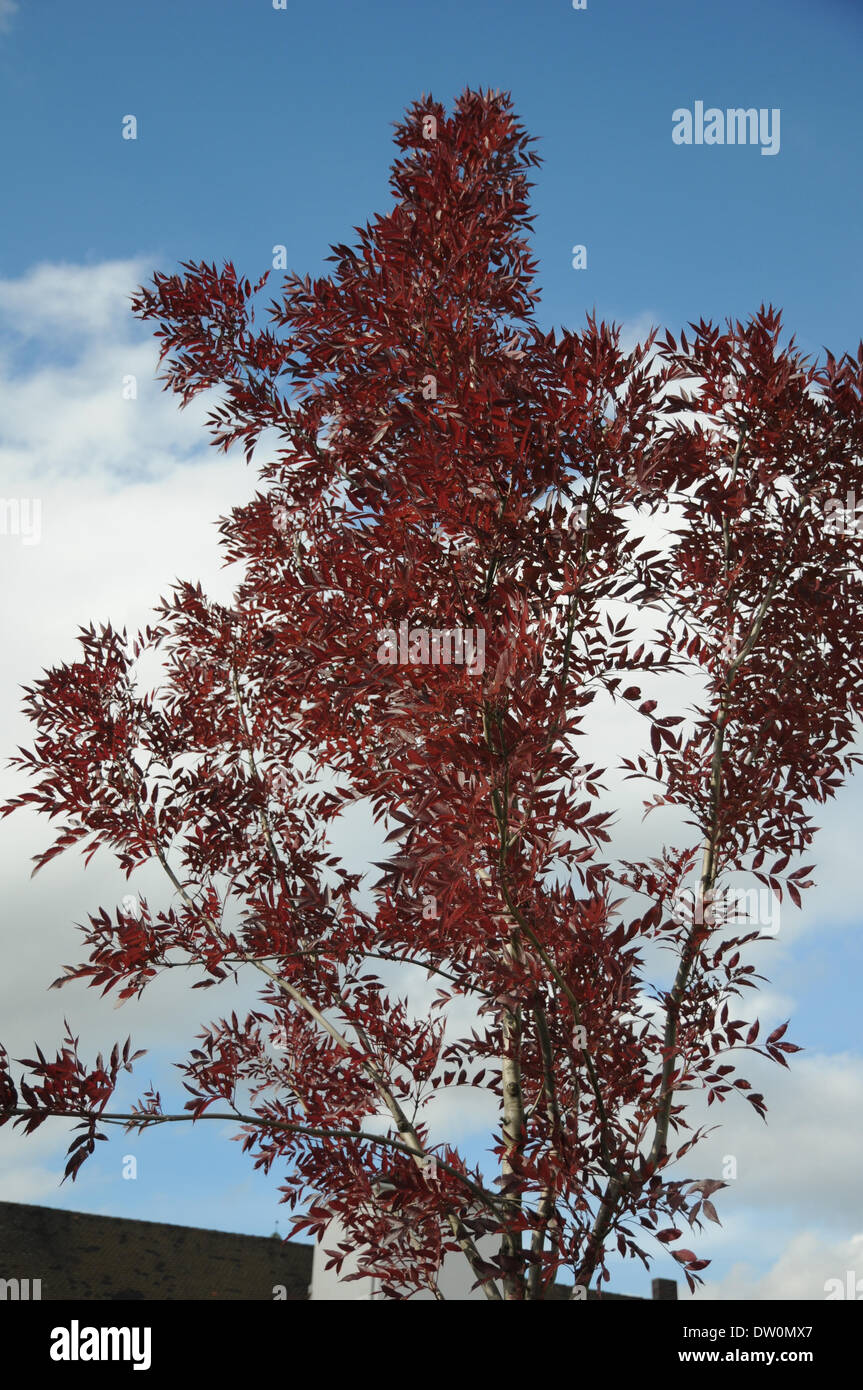 Purple-leaved Ash tree Stock Photo