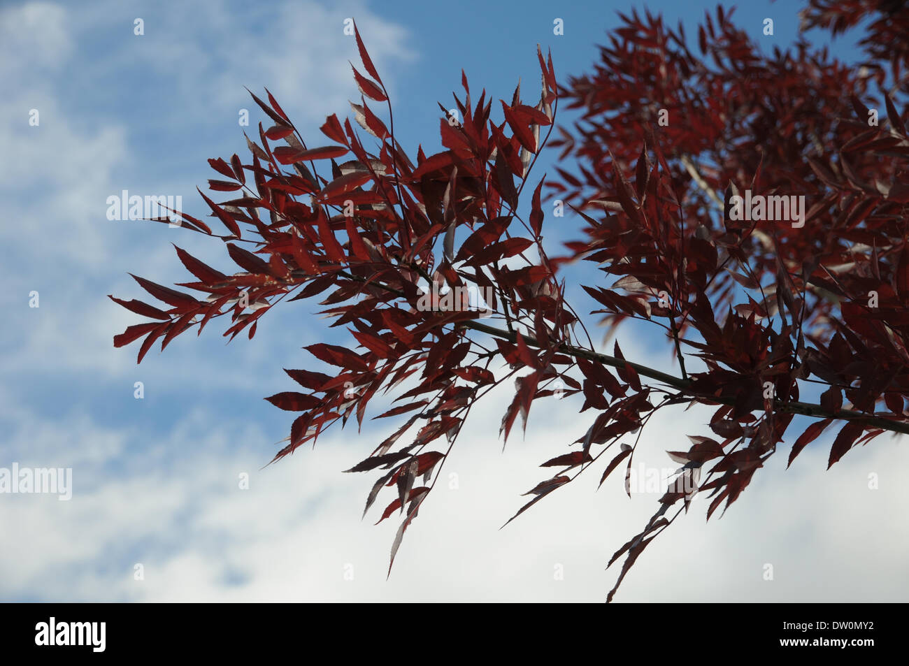 Purple-leaved ash Stock Photo