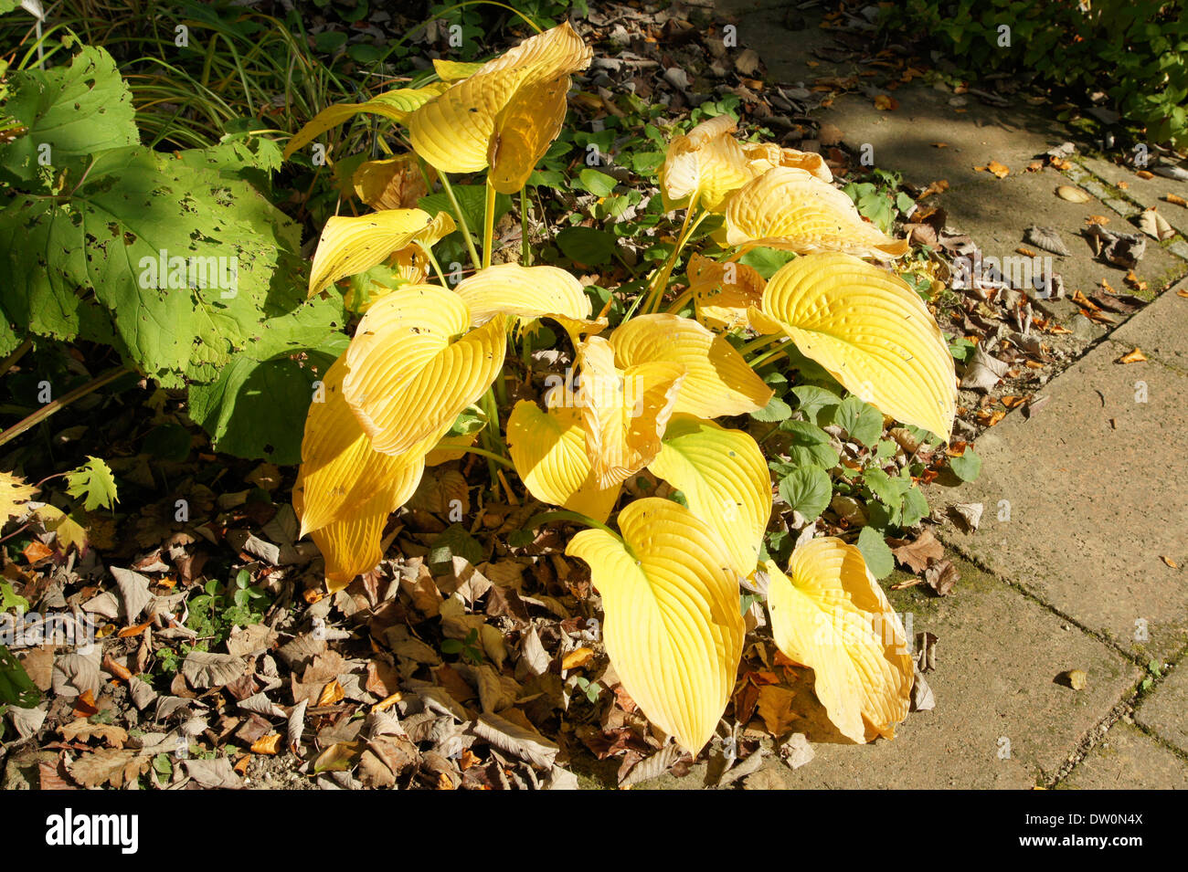 Hosta Stock Photo