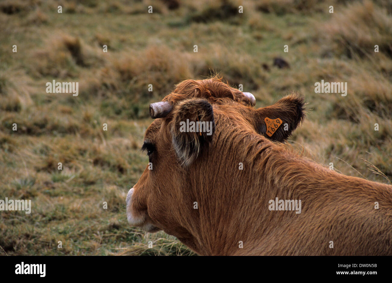 Dehorning cows hires stock photography and images Alamy