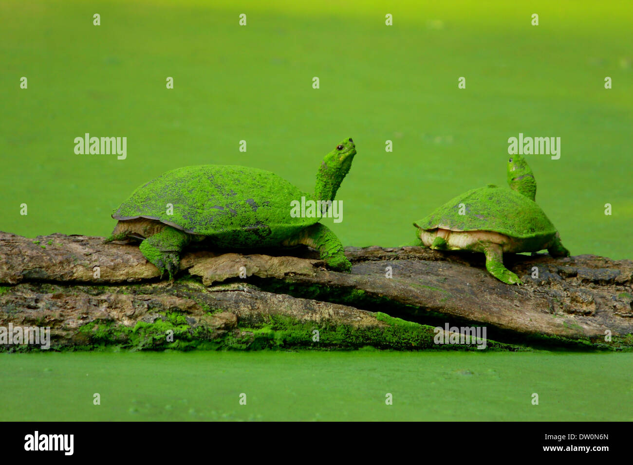 Turtles in pond Stock Photo - Alamy