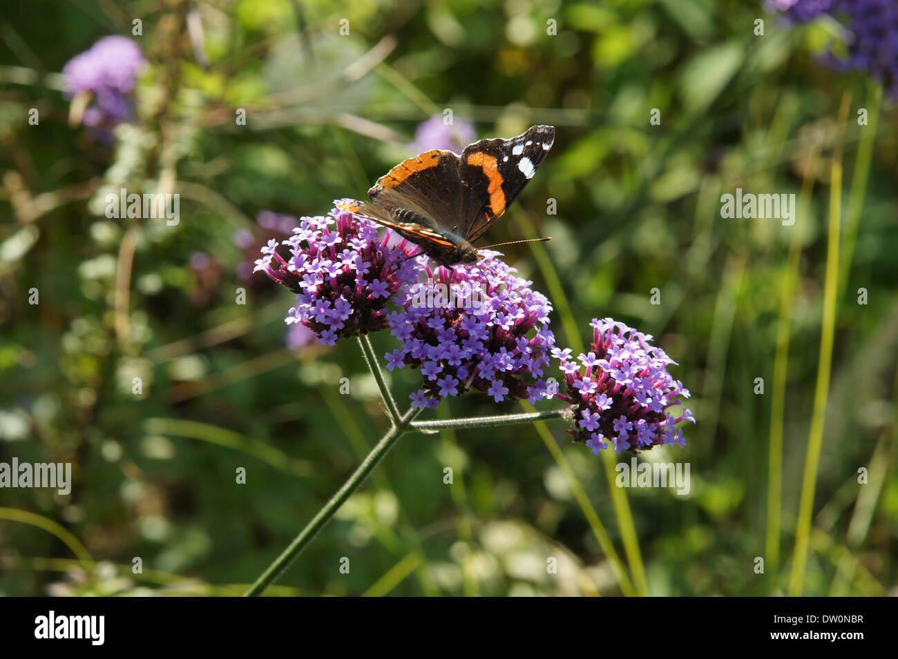 Red admiral on south american vervain Stock Photo