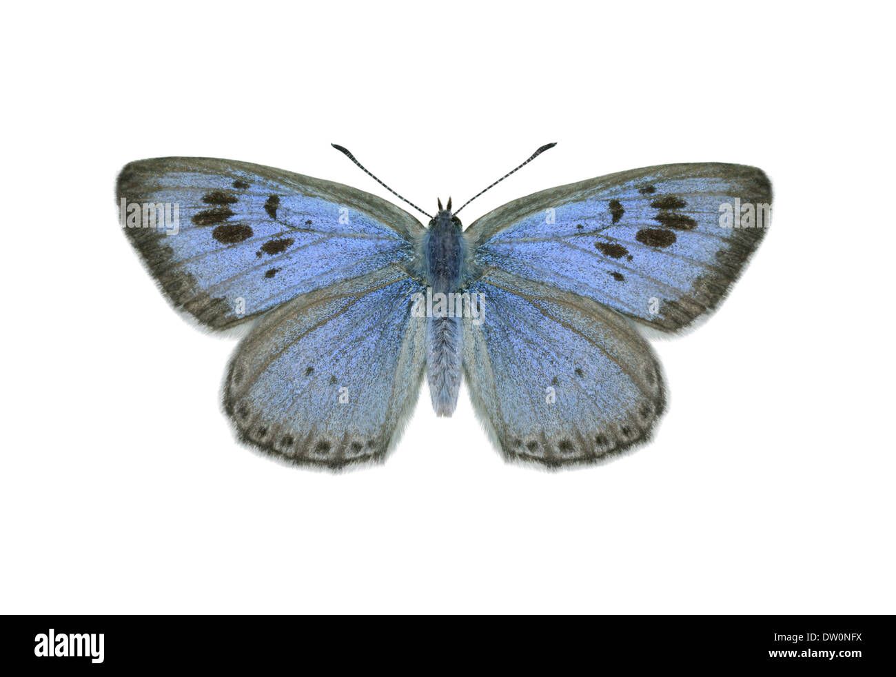 Large Blue - Maculinea arion Stock Photo